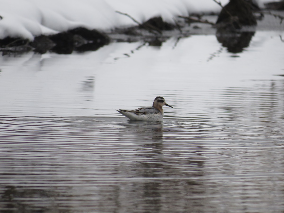 Red Phalarope - Levi Grudzinski