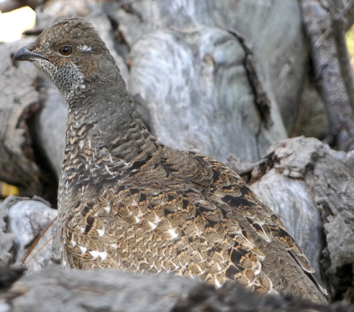 Dusky Grouse - ML609682847