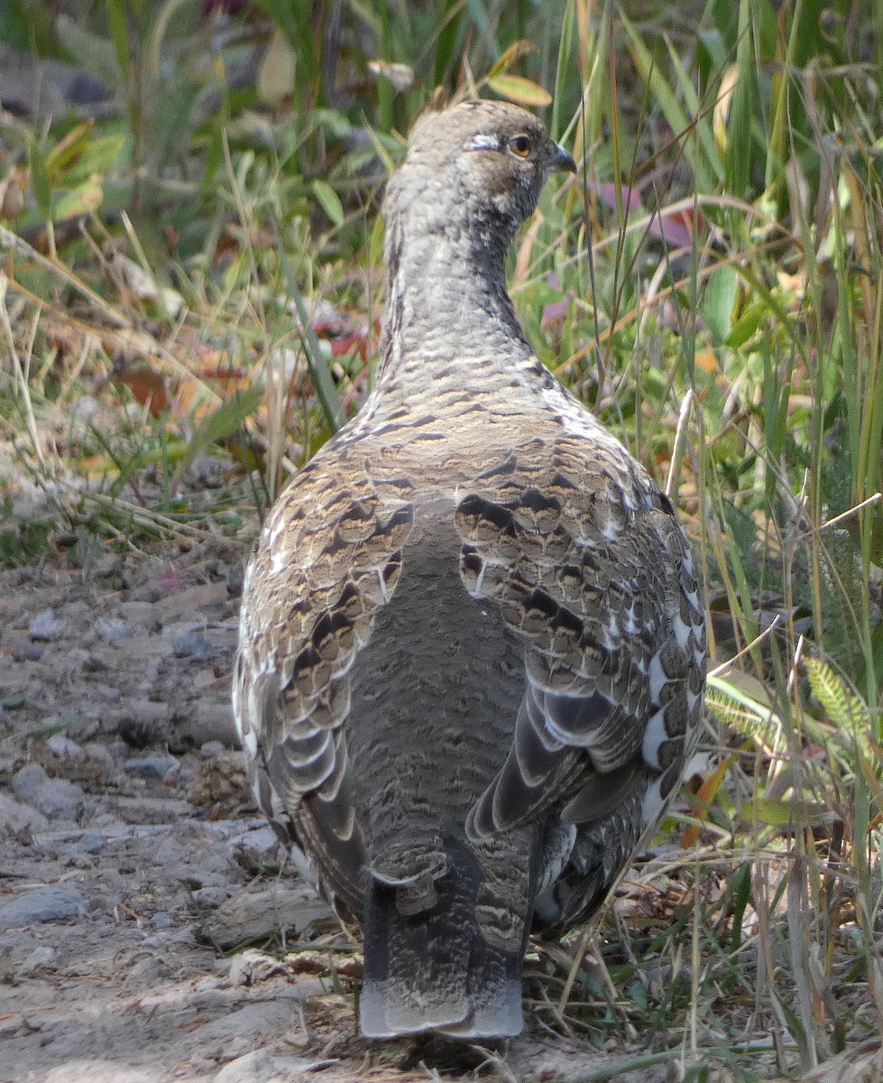 Dusky Grouse - ML609682849