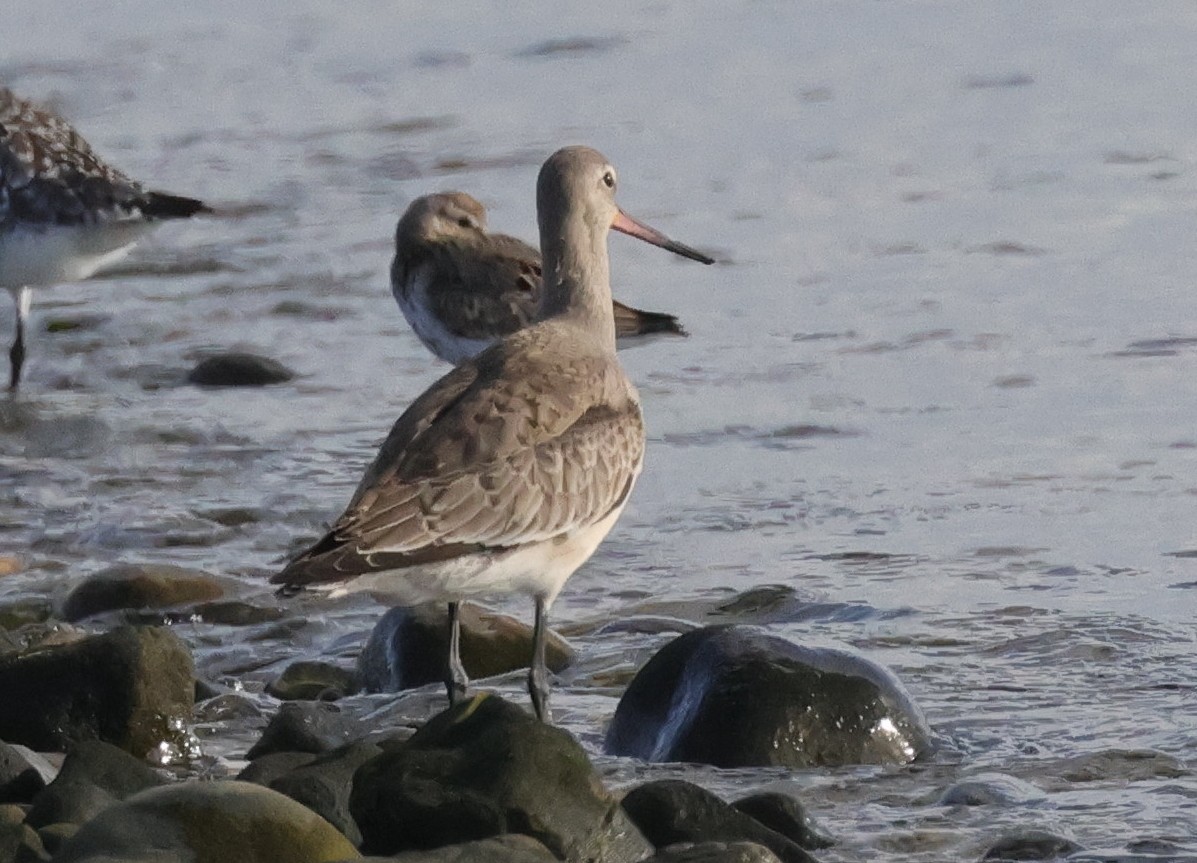 Hudsonian Godwit - ML609682885