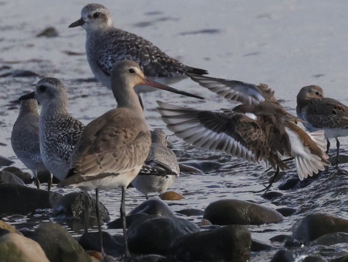 Hudsonian Godwit - ML609682894