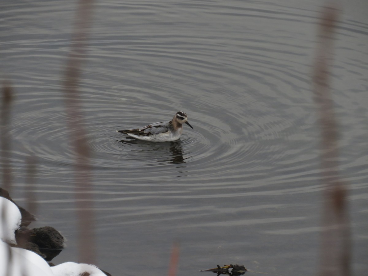 polarsvømmesnipe - ML609682951