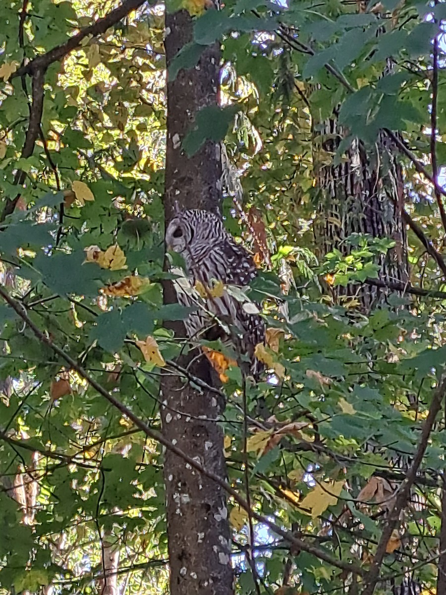 Barred Owl - ML609682957