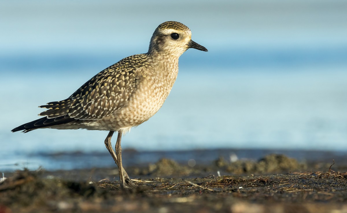 American Golden-Plover - ML609683121