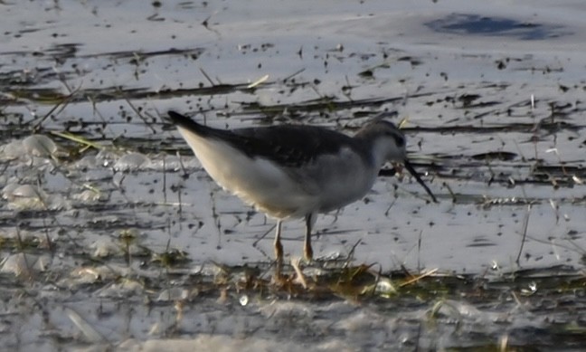 Wilson's Phalarope - ML609683128