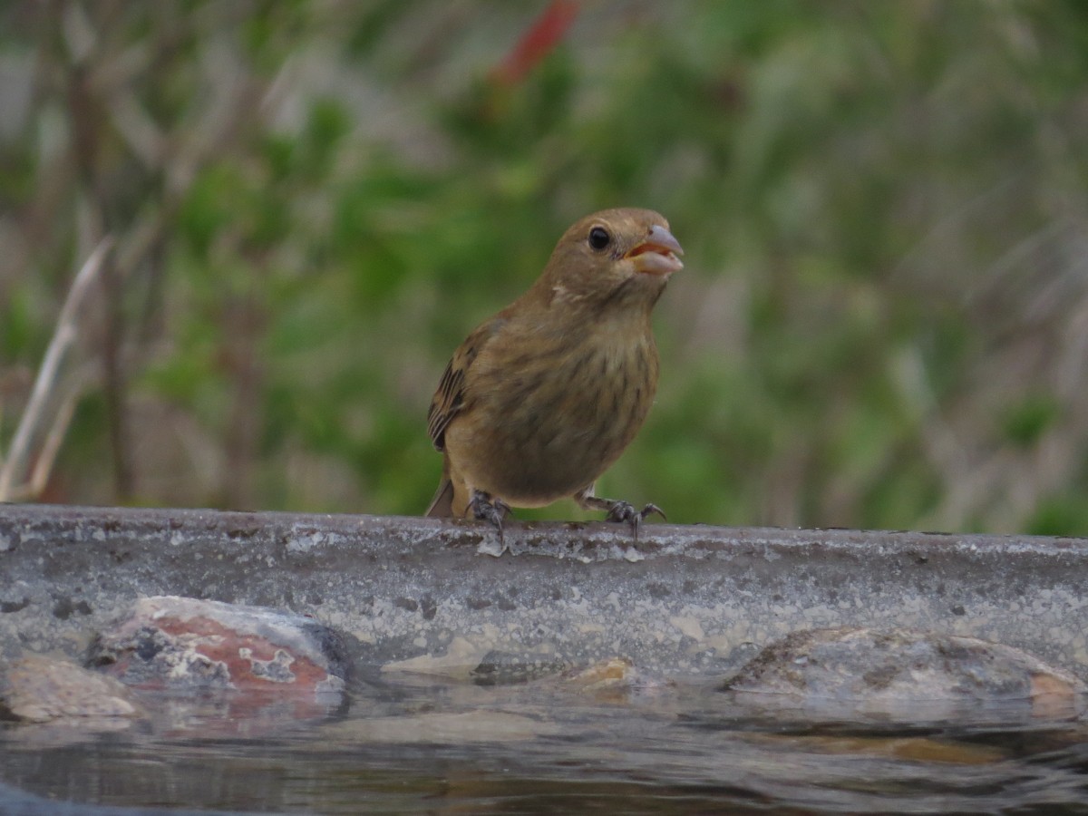 Indigo Bunting - ML609683137