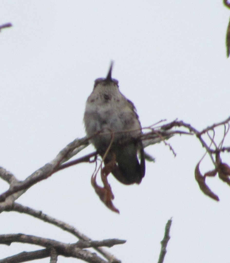 Black-chinned Hummingbird - ML609683195