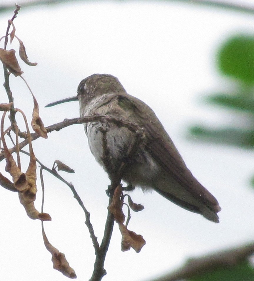 Black-chinned Hummingbird - ML609683196