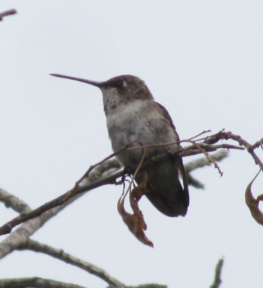 Black-chinned Hummingbird - ML609683197