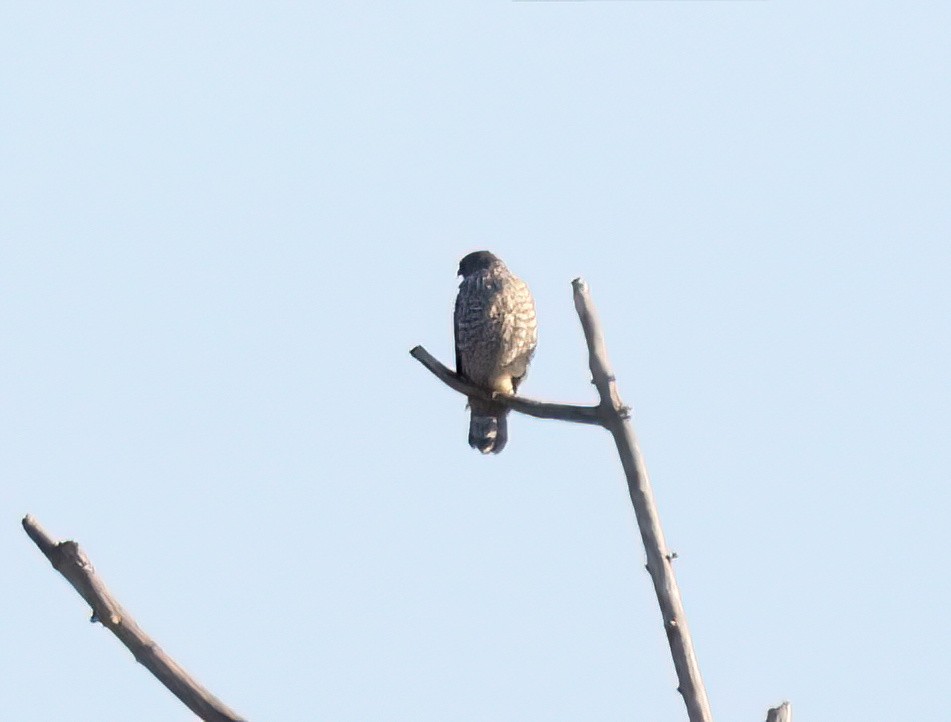 Red-shouldered Hawk - ML609683284