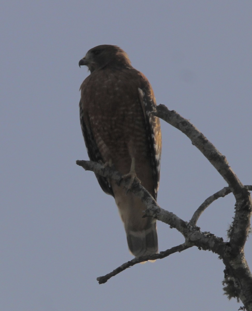 Red-shouldered Hawk - ML609683309