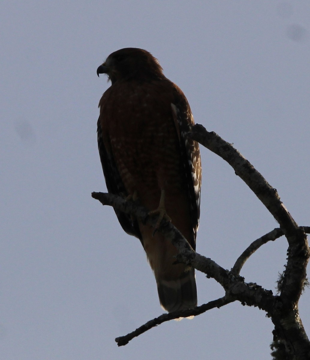 Red-shouldered Hawk - ML609683310