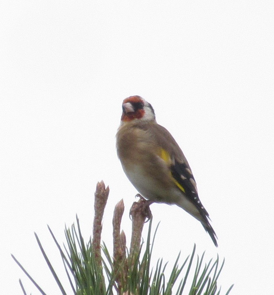 European Goldfinch - ML609683387