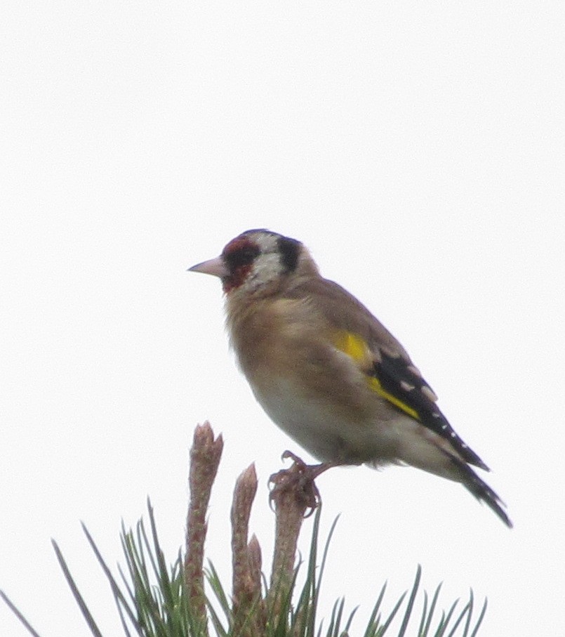 European Goldfinch - ML609683388