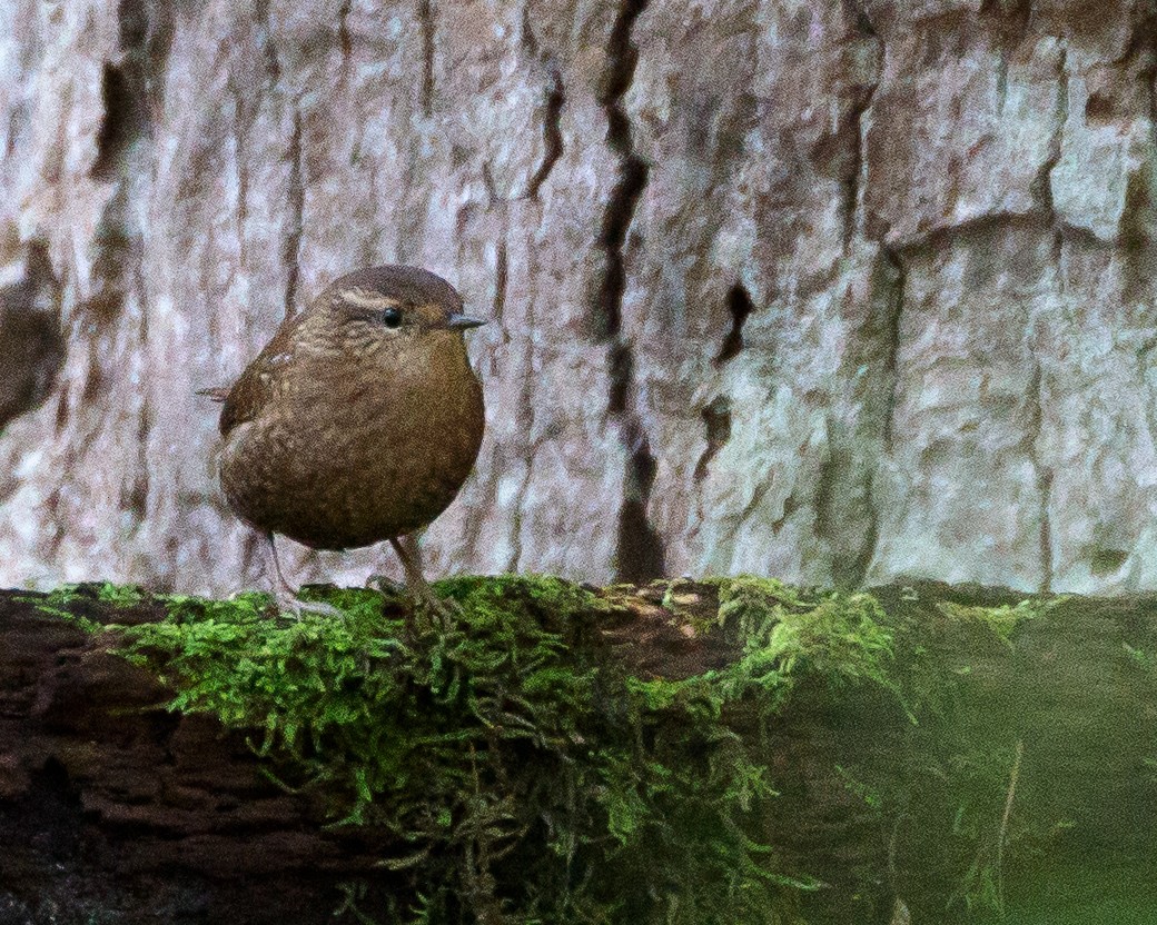 Winter Wren - ML609683414