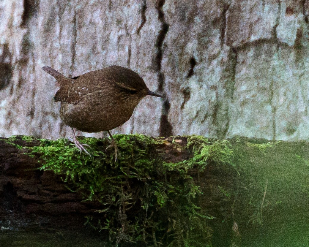 Winter Wren - ML609683415