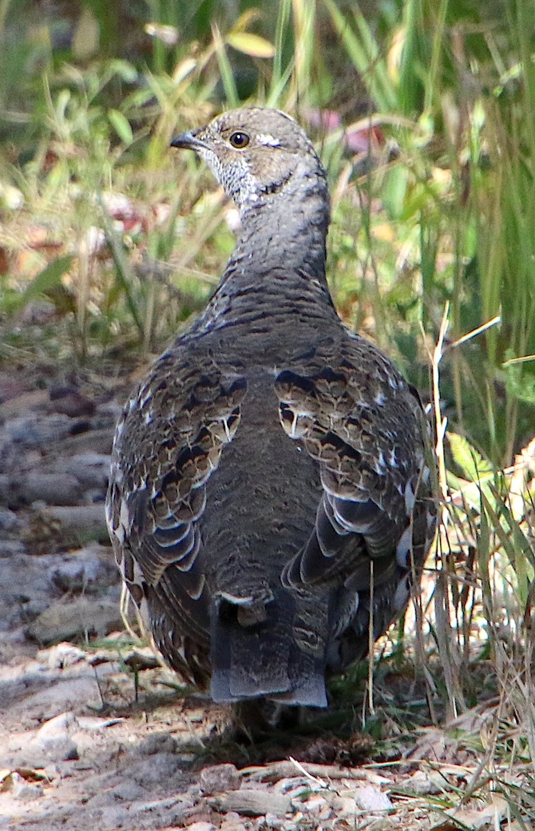 Dusky Grouse - ML609683468