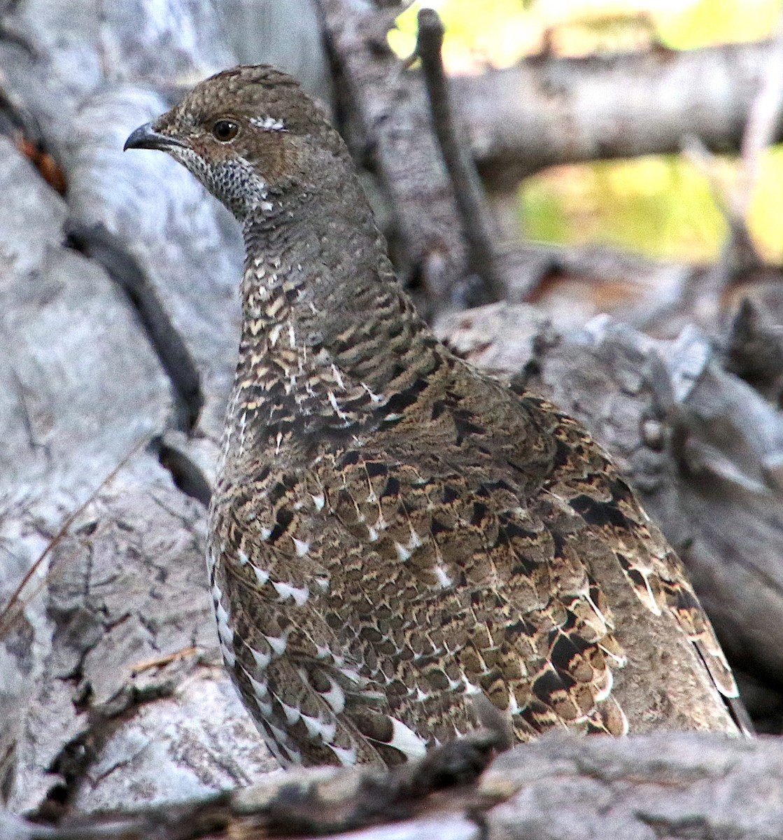 Dusky Grouse - ML609683469