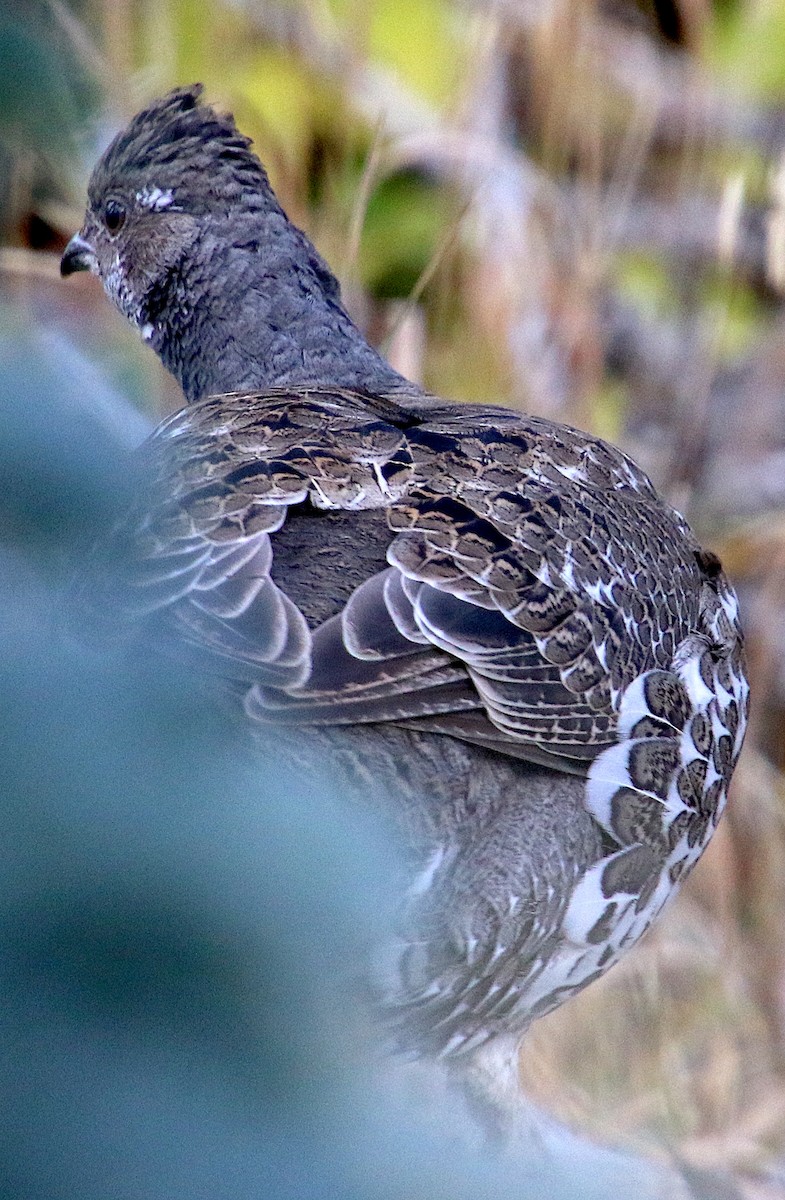 Dusky Grouse - ML609683471