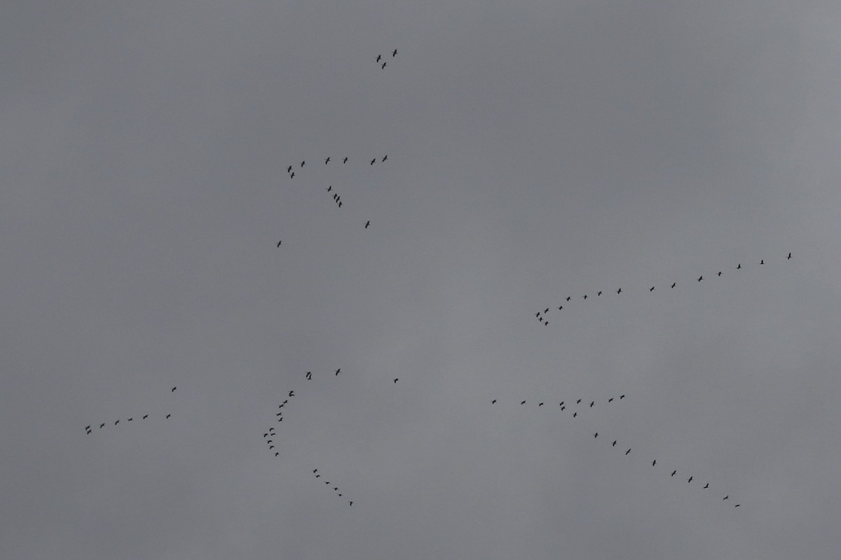 Sandhill Crane - ML609683473