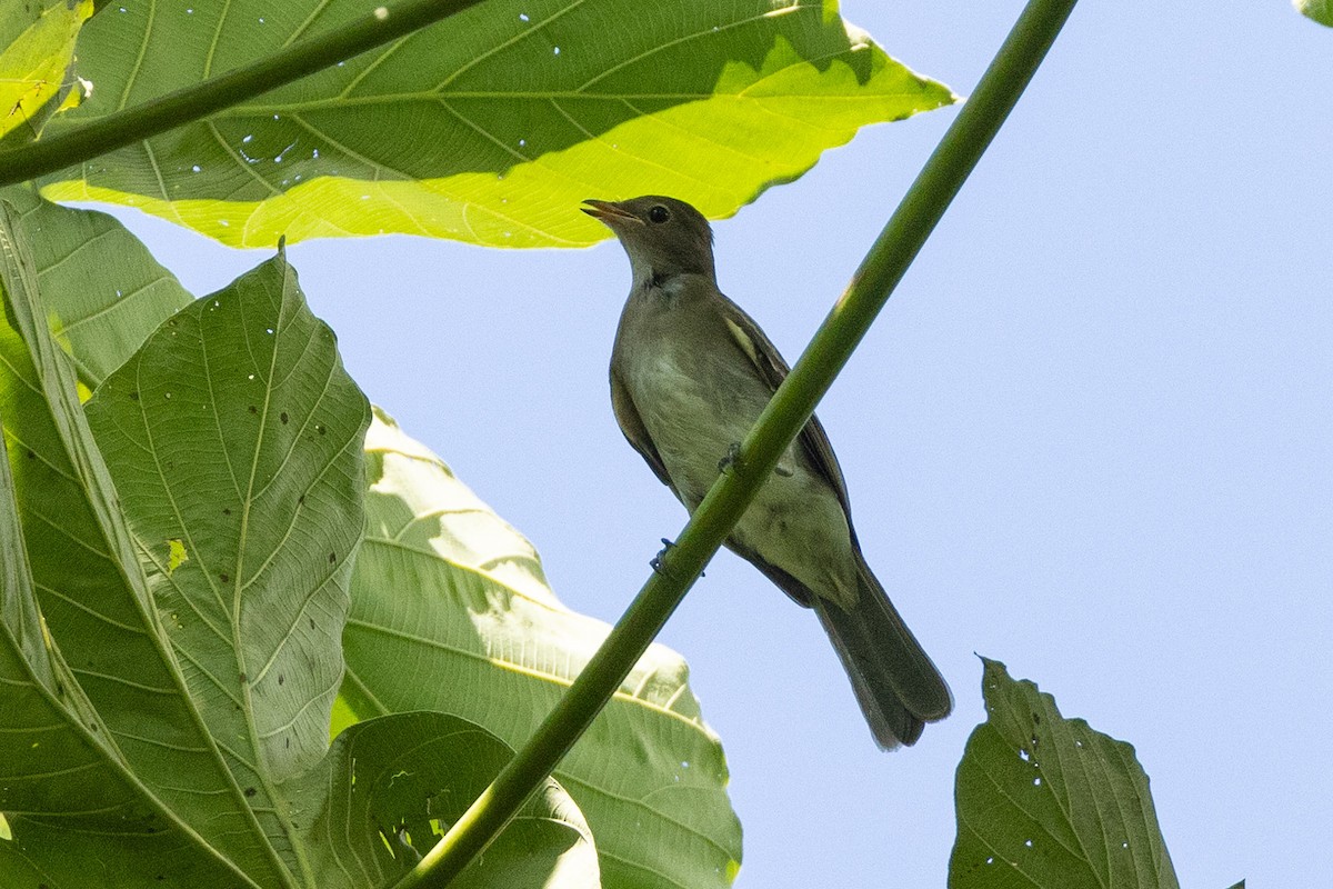 Brownish Elaenia - Eric VanderWerf