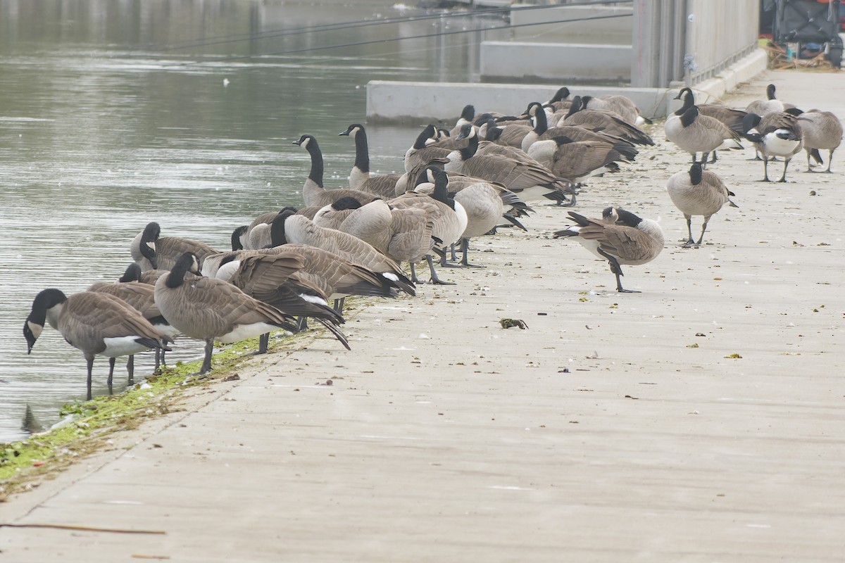 Canada Goose - ML609683548