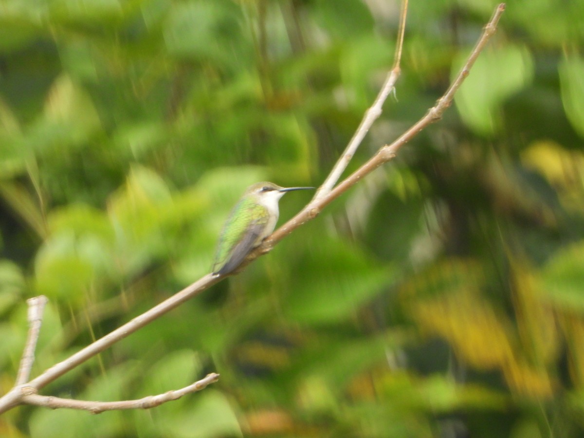 Ruby-throated Hummingbird - ed edge