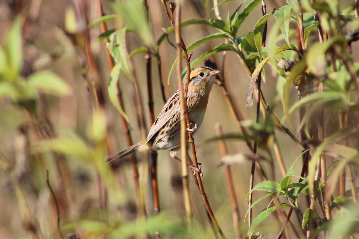 LeConte's Sparrow - Gene Glover