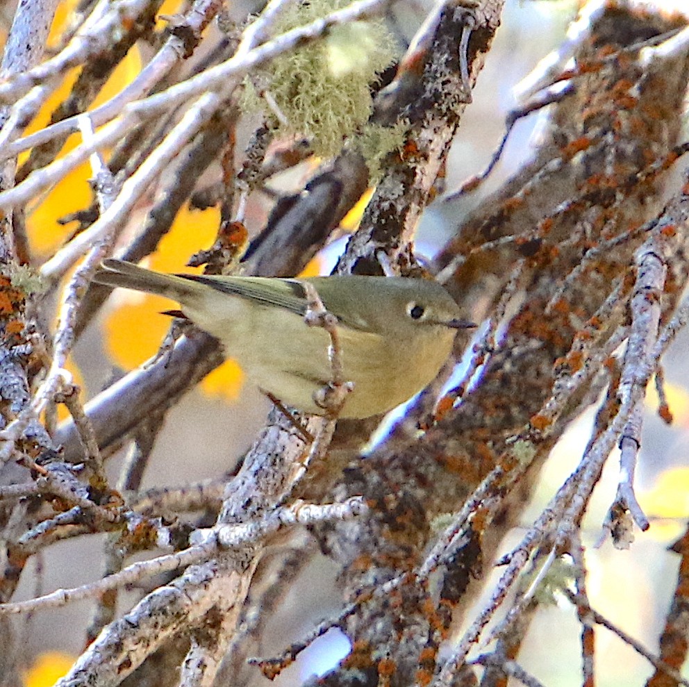 Ruby-crowned Kinglet - ML609683774