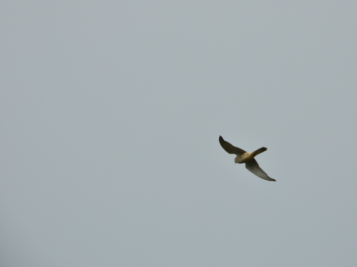 Eurasian Kestrel - ML609683778