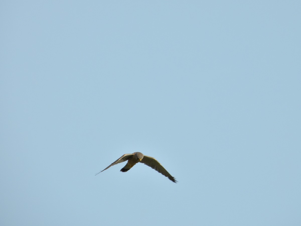 Eurasian Kestrel - ML609683780