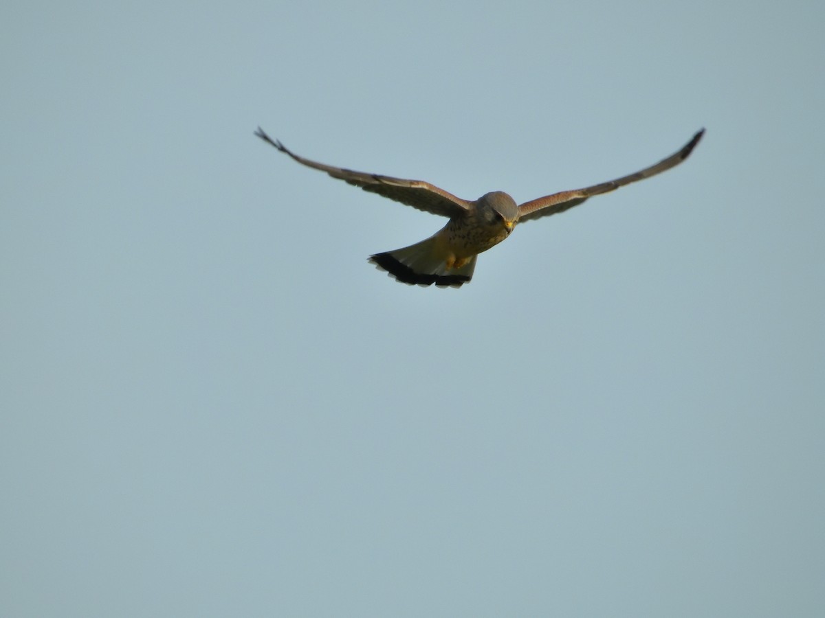 Eurasian Kestrel - ML609683782