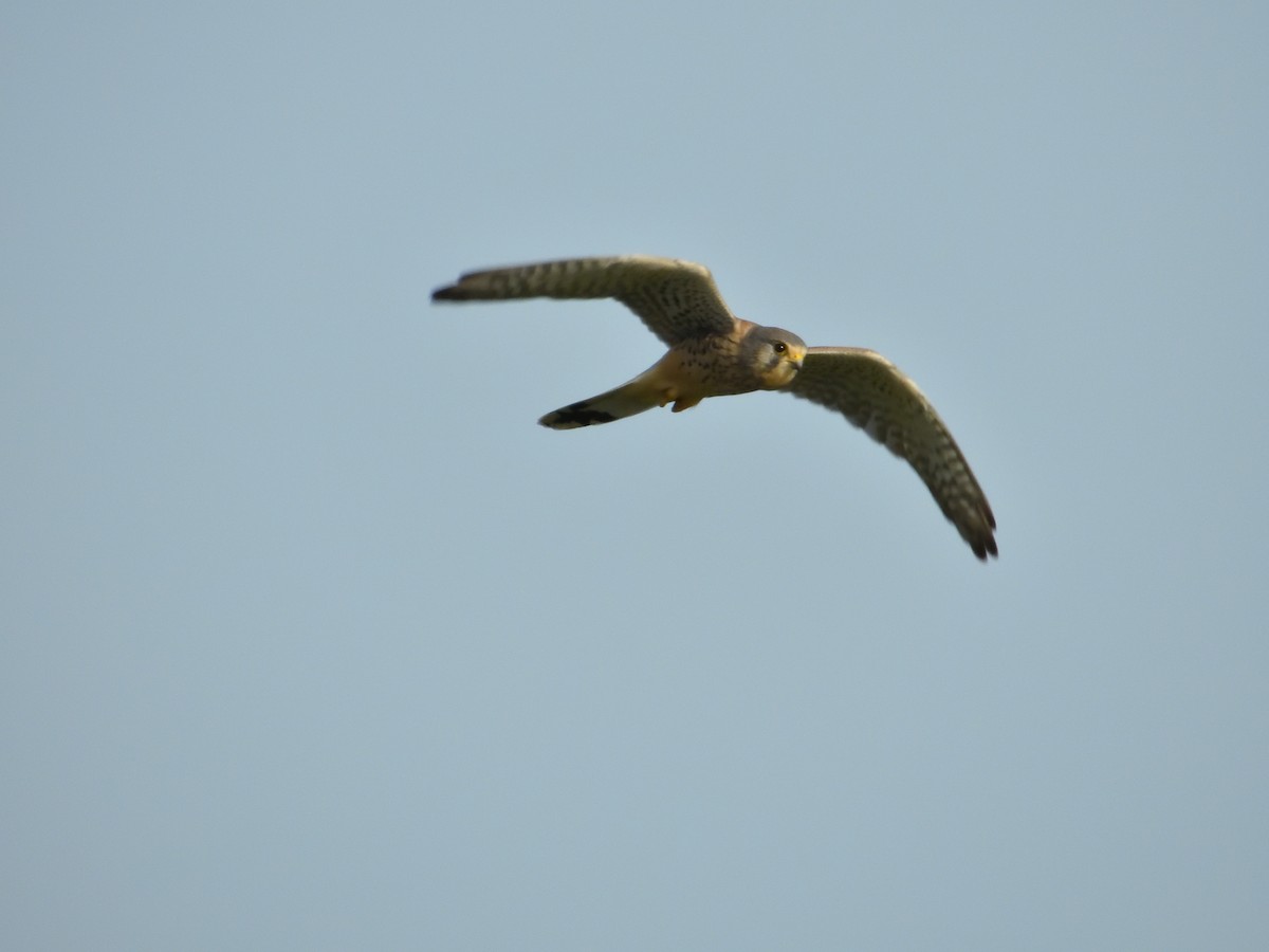 Eurasian Kestrel - Dennis op 't Roodt