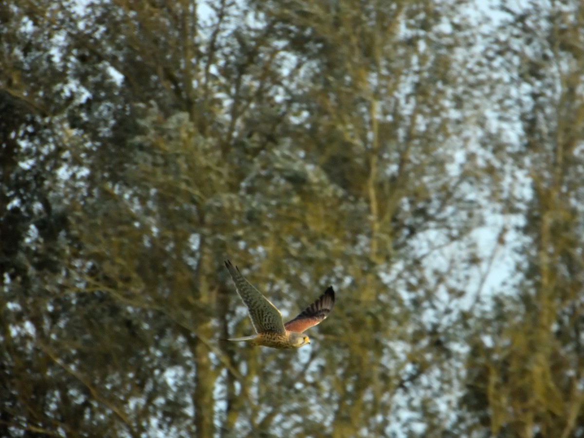 Eurasian Kestrel - ML609683787