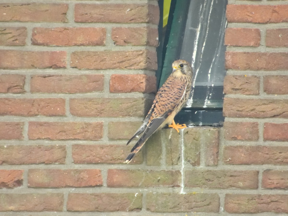 Eurasian Kestrel - ML609683790