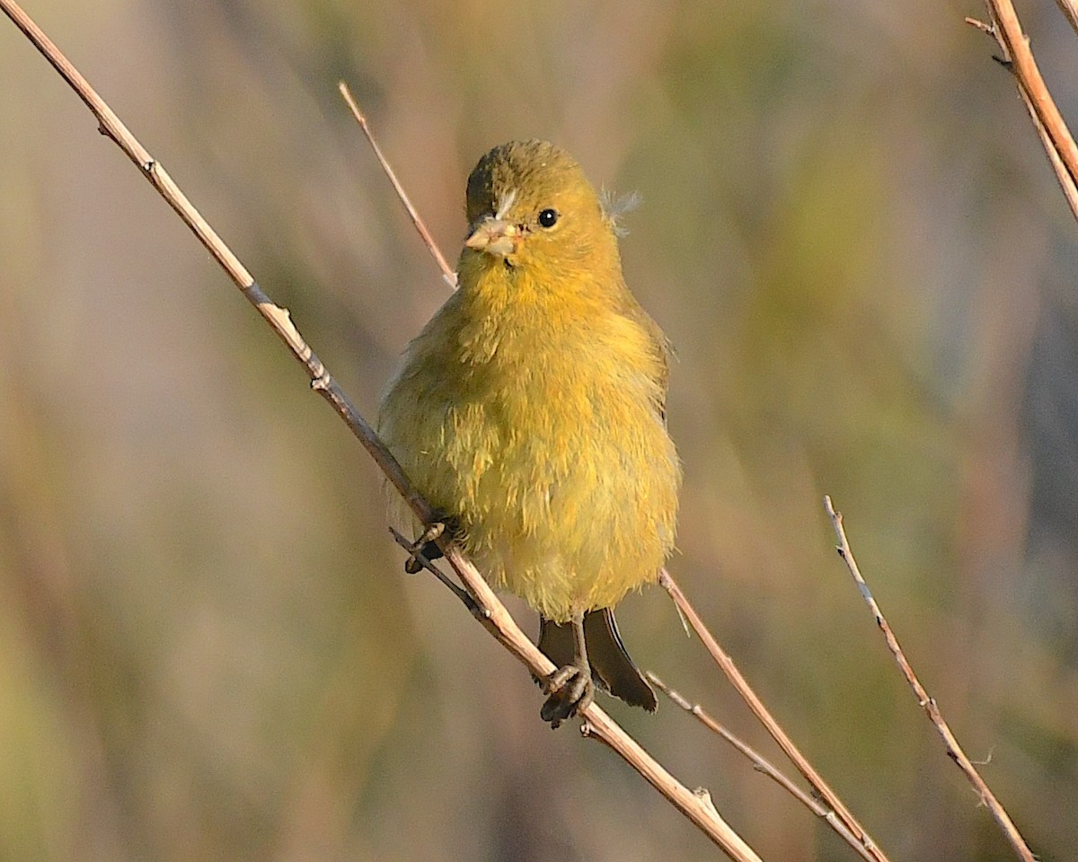 American Goldfinch - Ted Wolff