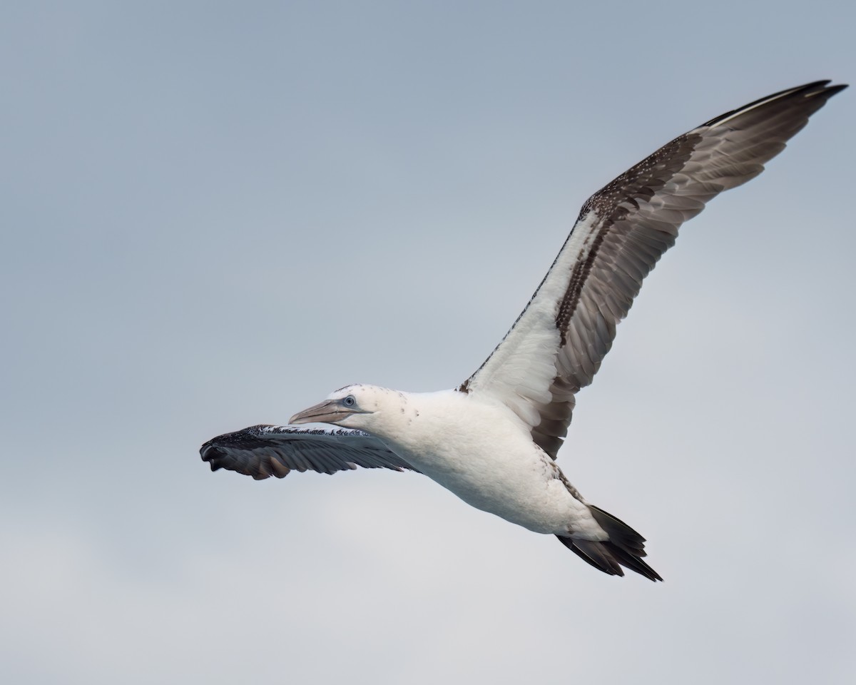 Northern Gannet - Tom Momeyer