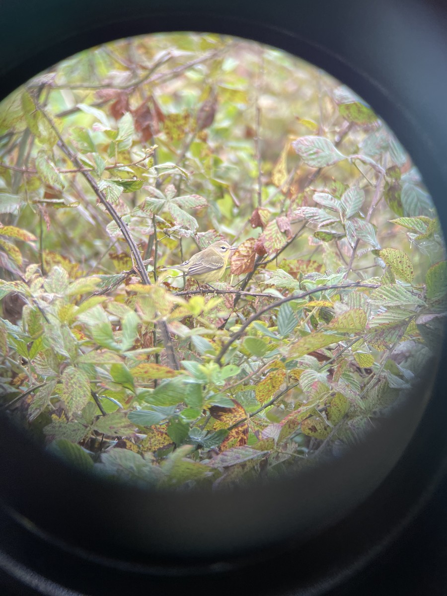 Prairie Warbler - ML609684055