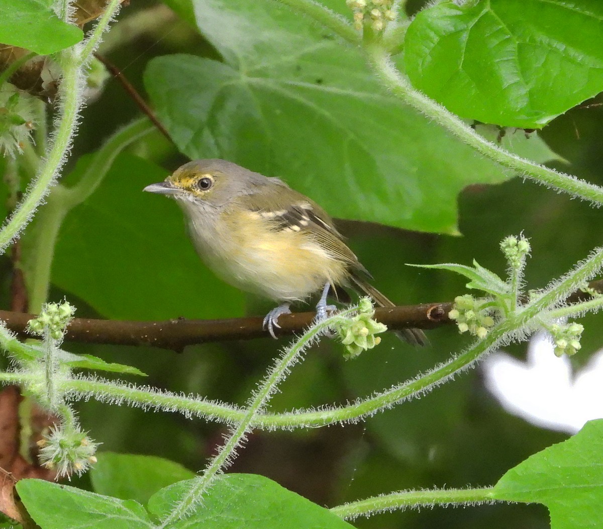 Ak Gözlü Vireo - ML609684056