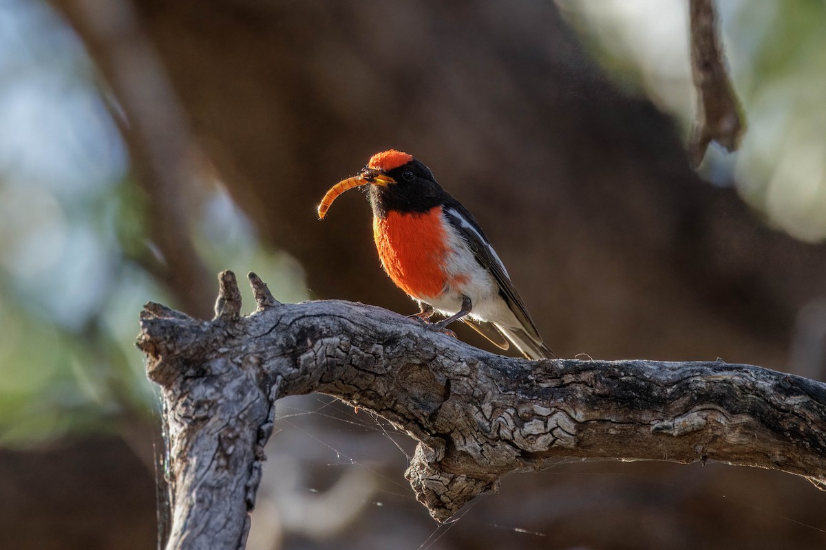 Red-capped Robin - Hans Wohlmuth