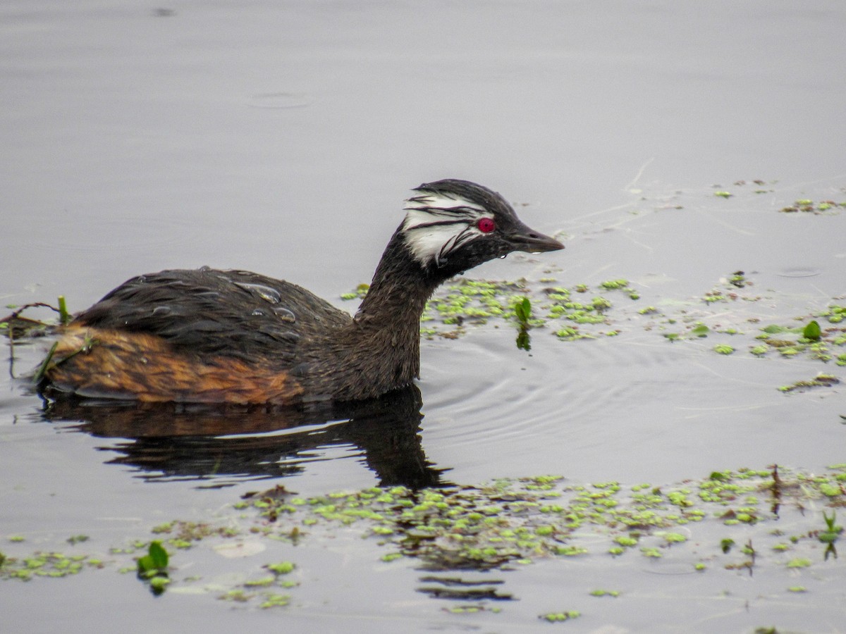 White-tufted Grebe - ML609684203