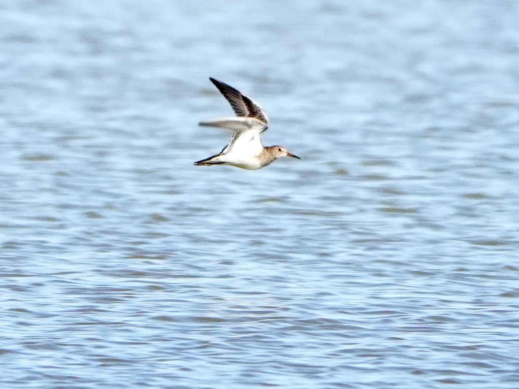 Pectoral Sandpiper - ML609684218