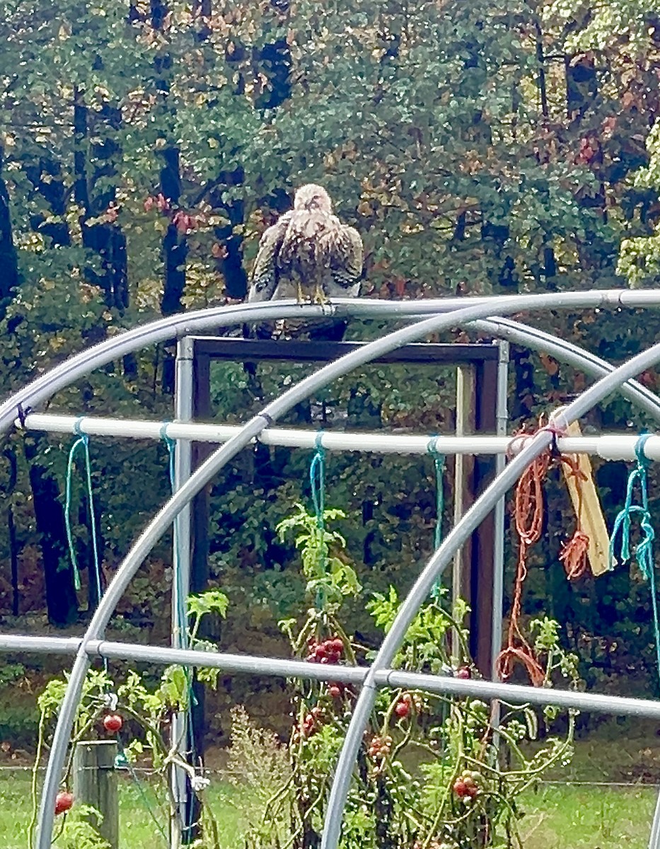 Swainson's Hawk - ML609684241