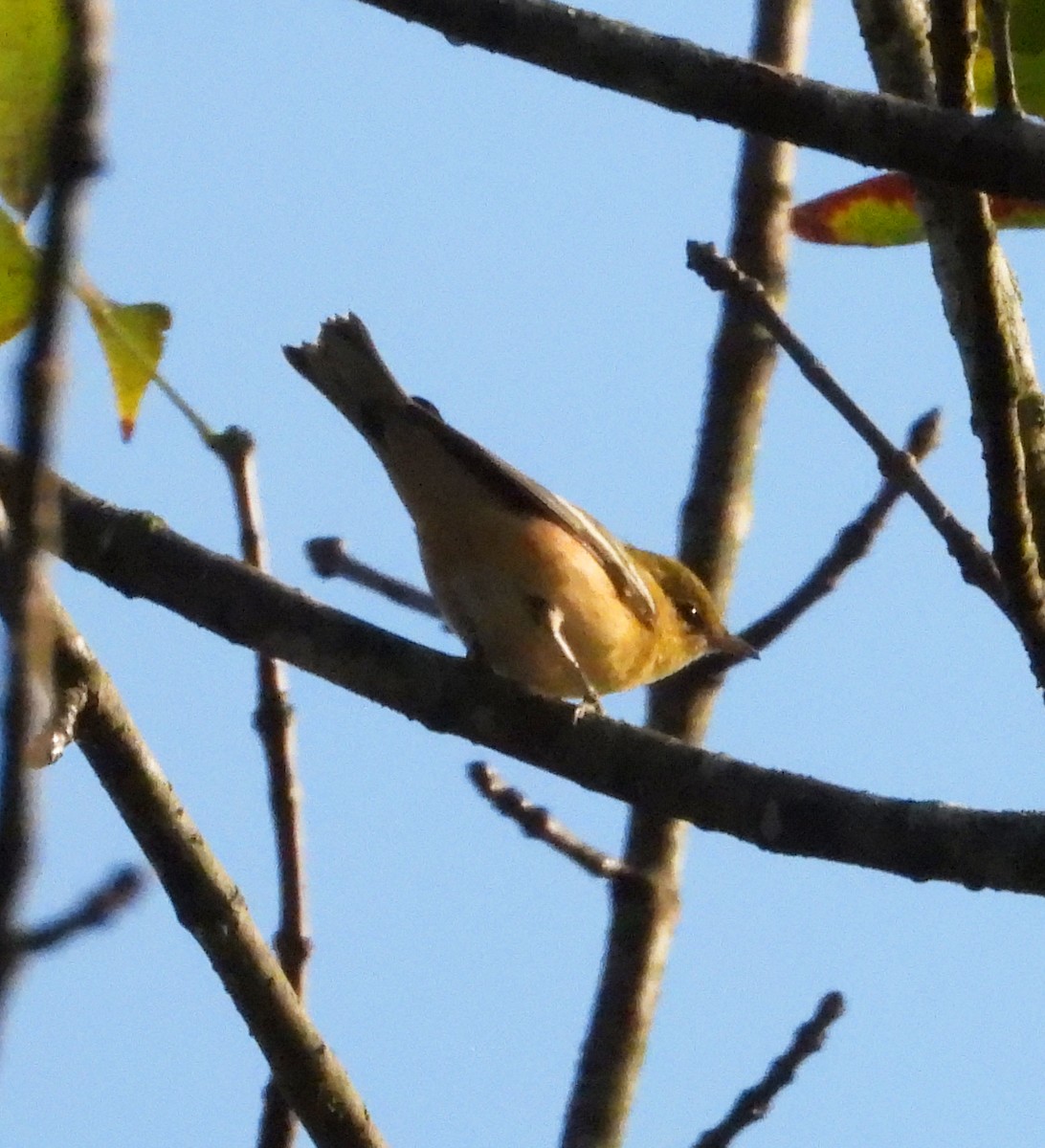 Paruline à poitrine baie - ML609684249