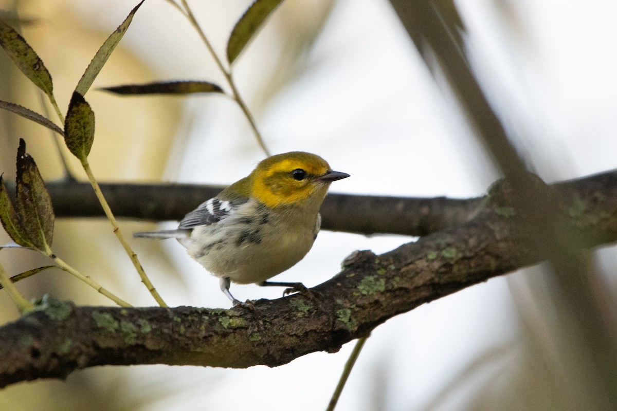 Black-throated Green Warbler - ML609684316