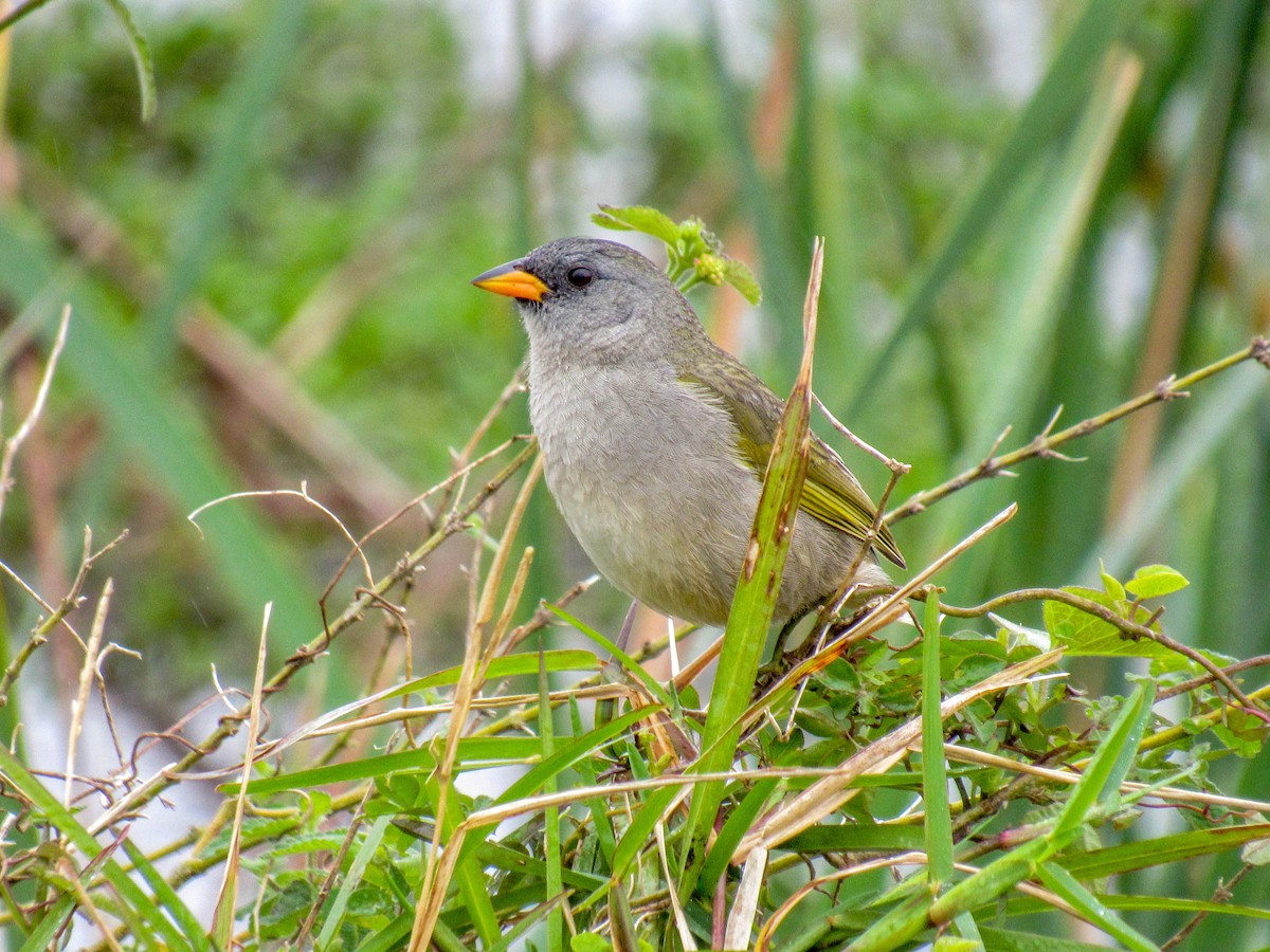 Great Pampa-Finch - ML609684349