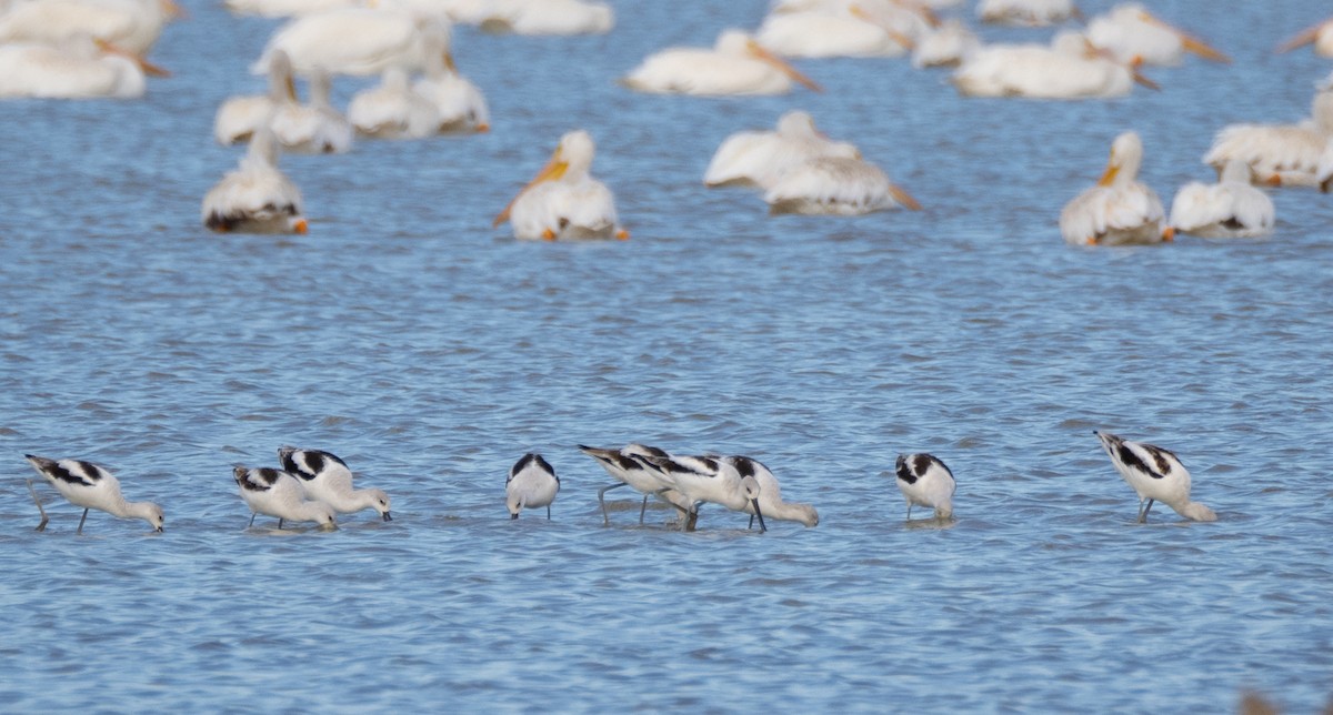 American Avocet - ML609684422