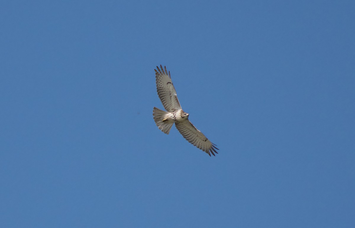 Red-tailed Hawk - ML609684435