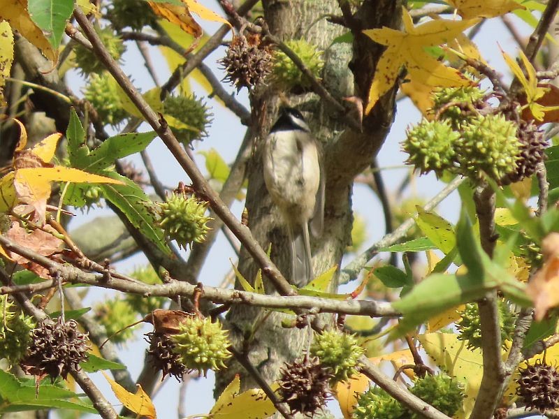 Carolina Chickadee - ML609684570