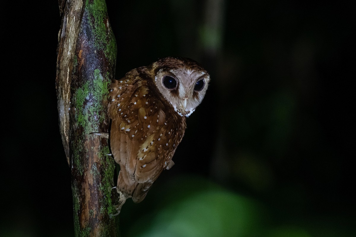 Oriental Bay-Owl - ML609684577